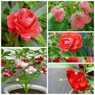 Hoa móng tay mix _ Trong Phụng Tiên