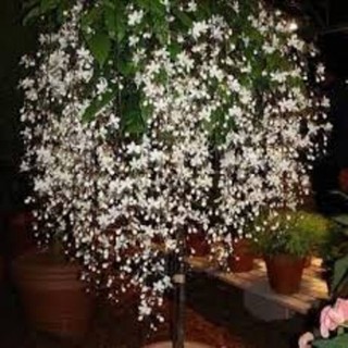 CÂY GIỐNG DẠ NGỌC MINH CHÂU. CÂY ĐẸP CHO NGÀY TẾT MANG LẠI VẺ ĐẸP DỊU DÀNG. biểu tượng cho trí tuệ tài lộc