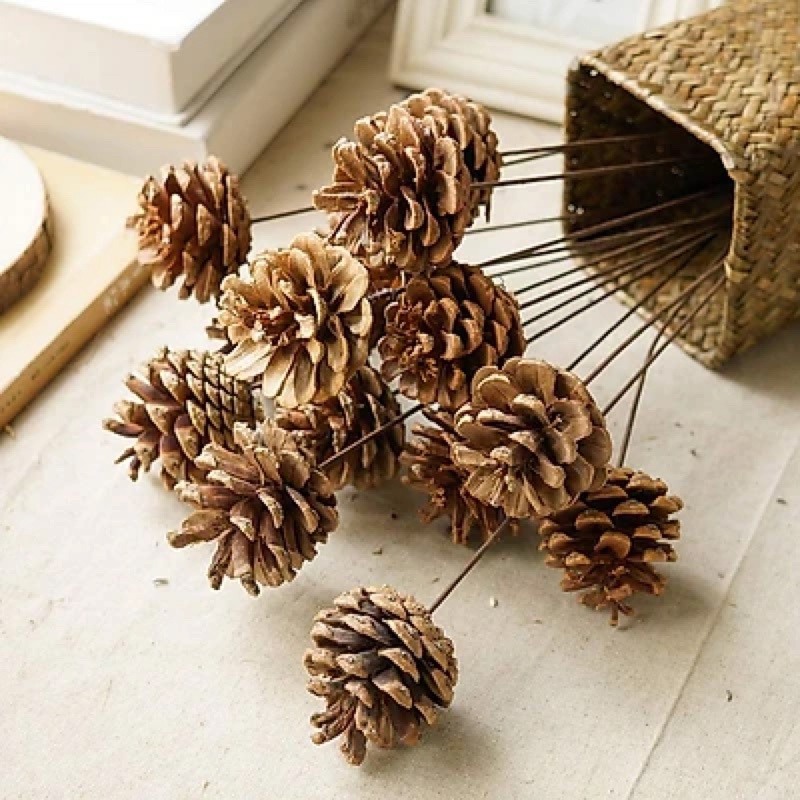 Quả thông khô, tự nhiên, thông trang trí, cho pet ăn