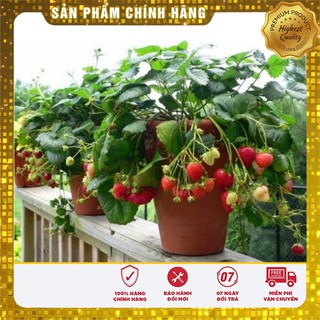 -23% COMBO HẠT GIỐNG RAU CỦ VIP