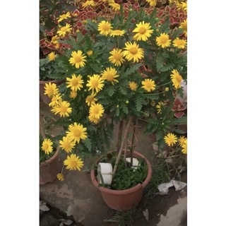 Cúc thân gỗ (cúc trường thọ) 100k/20cây