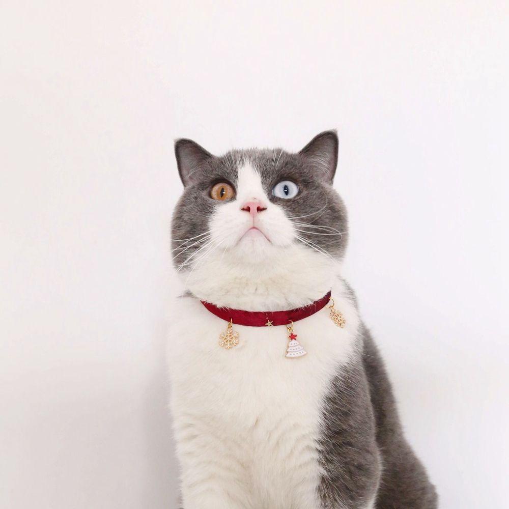 Vòng Cổ Nhung Hình Xương Cá / Bông Tuyết / Ngôi Sao S-M Cho Thú Cưng