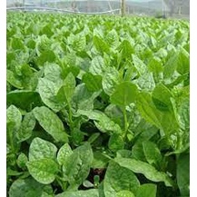 (Gói 20 Gram  )Hạt Giống Rau Mồng Tơi F1 Loại Siêu Dễ Trồng, Dễ Thu Hoạch -Tổng kho hạt giống giá rẻ