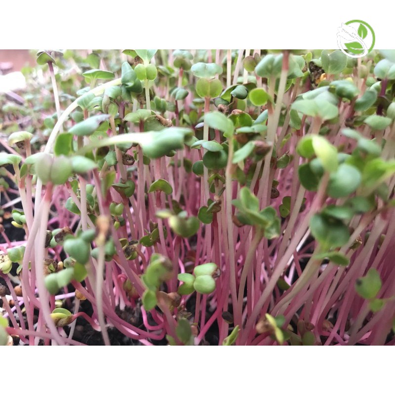 Hạt Giống Rau Mầm Củ Cải Đỏ Phú Nông - Gói 30g - 100g - Red Radish Sprouts