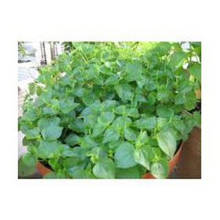 0.3 gram hạt giống rau càng cua