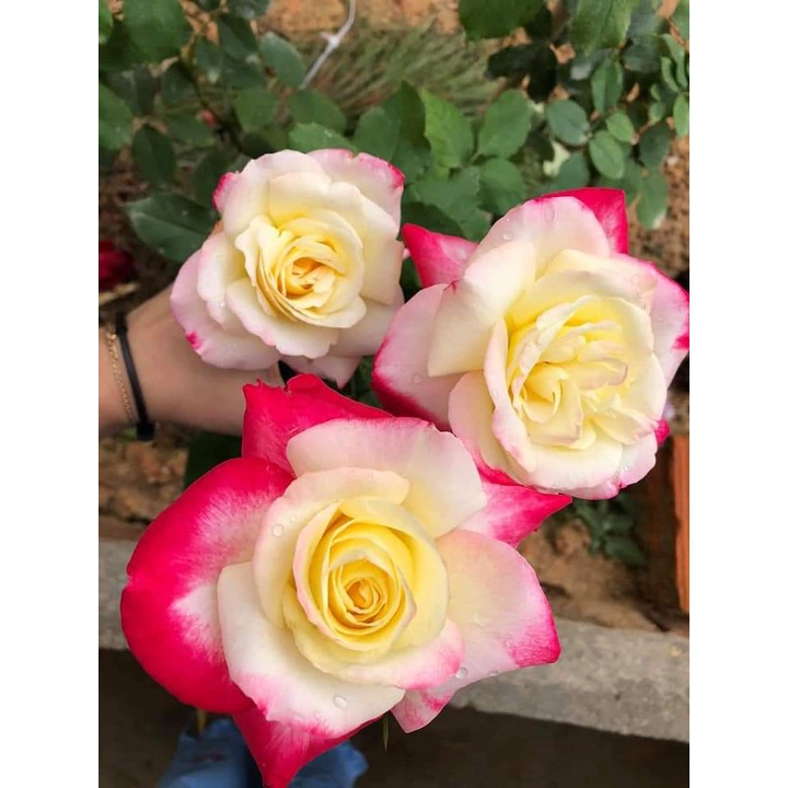 Hoa Hồng Bụi Double Delight, Hoa thơm màu Hồng Song Hỷ-Vườn Hoa Melinhrose