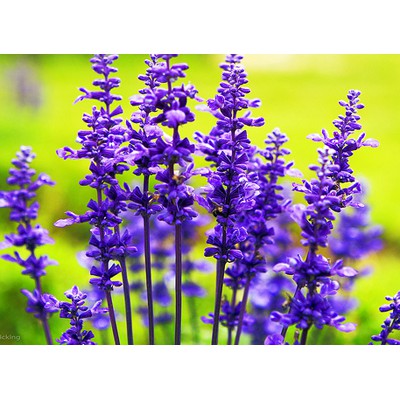 Gói 100 hạt giống hoa oải hương LAVENDER