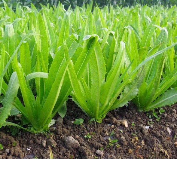 Hạt Giống Rau Diếp Thơm - 5gr
