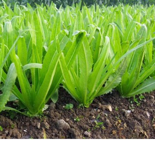 Hạt giống rau diếp thơm - 5gr
