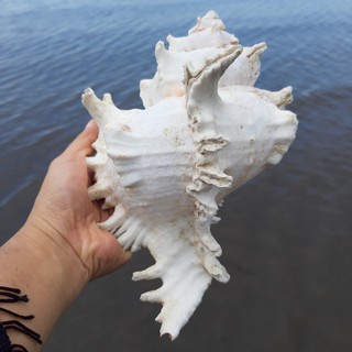 Vỏ Sò Lớn Trang Trí