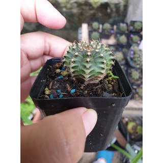 Xương rồng Gym vân (size 2-3 cm)