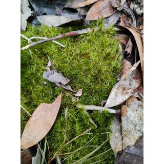 Hộp Rêu HAIRCAP làm terrarium