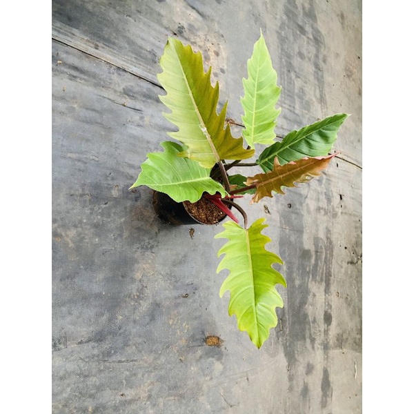 Chậu cứng Philodendron caramel marble