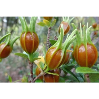 Cây dành dành trồng cảnh ( 1 gốc lớn)