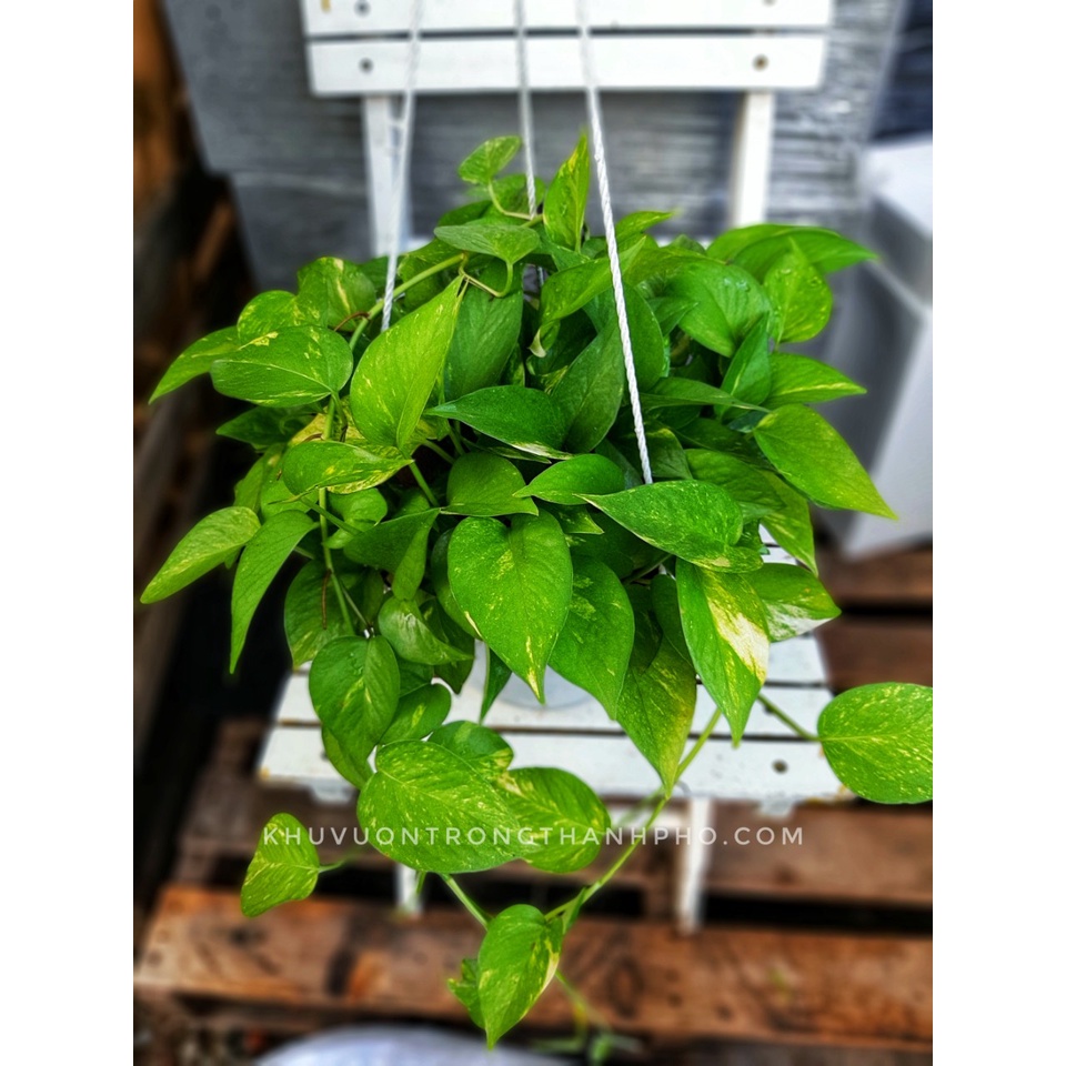 Cây trầu bà xanh ta chậu treo