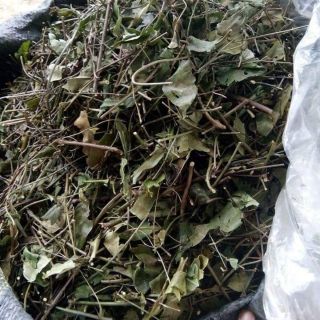 sỉ 10kg chè vằng sẻ Nghệ An