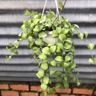 Cây Dolla lá đồng tền ( chậu treo )