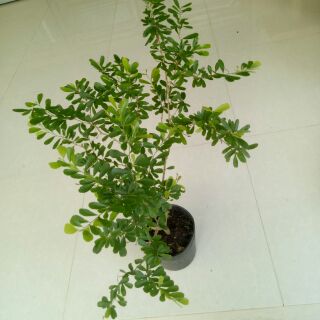 Chậu cây hoa Linh Sam Siêu Bông ( cao 50-70cm )