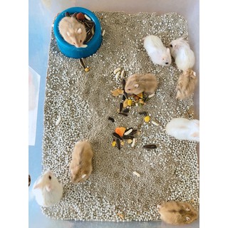 Chén nhựa đựng thức ăn hamster. Chén nhựa cho thú nuôi