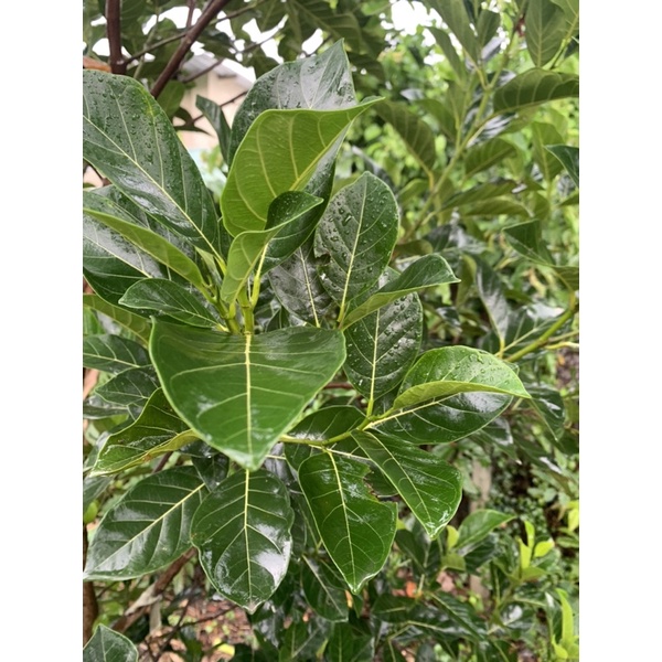 Lá mít tươi 300g