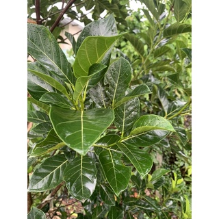lá mít tươi 300g