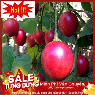 Hạt Giống Cà Chua Thân Gỗ - 10 Hạt