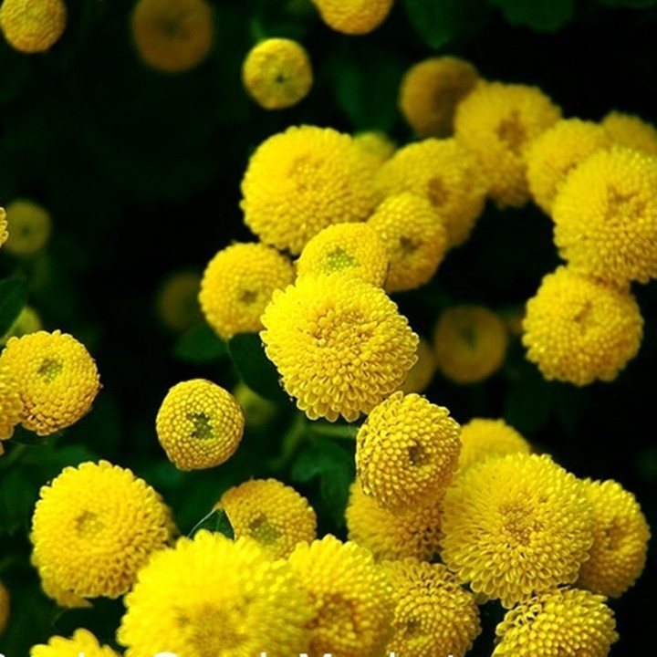 Gói 0.2GR hạt giống hoa Cúc Mini Vàng Gold  phân phối bởi NÔNG TRẠI TẠI GIA