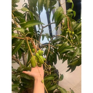 Cây 🌲 Xoài  Cát  Hòa  Lộc...1m2