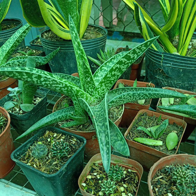 Nha đam kiểng lá dài