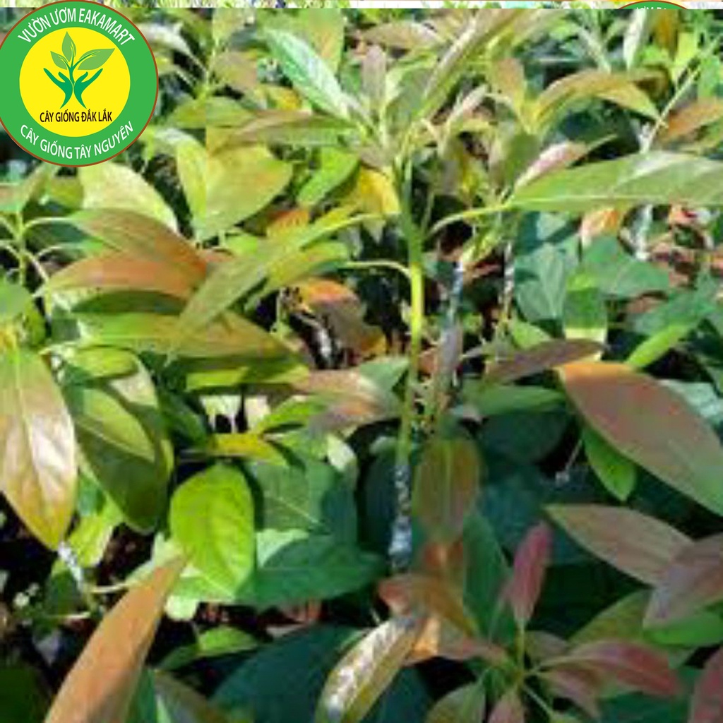 Cây Giống Bơ 034