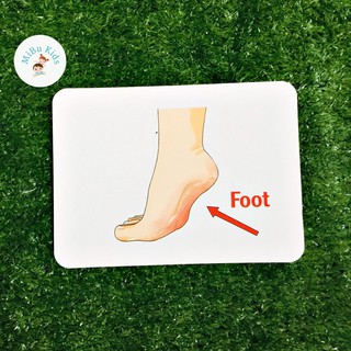 Flashcard Glenn Doman - Bộ Phận Cơ Thể