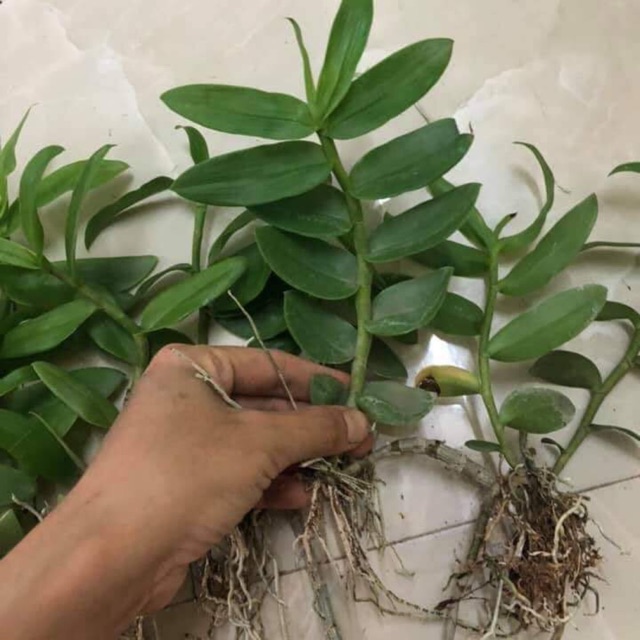 Phi điệp 120k/ thân