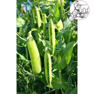 HẠT ĐẬU HÀ LAN - GÓI 20 GRAM