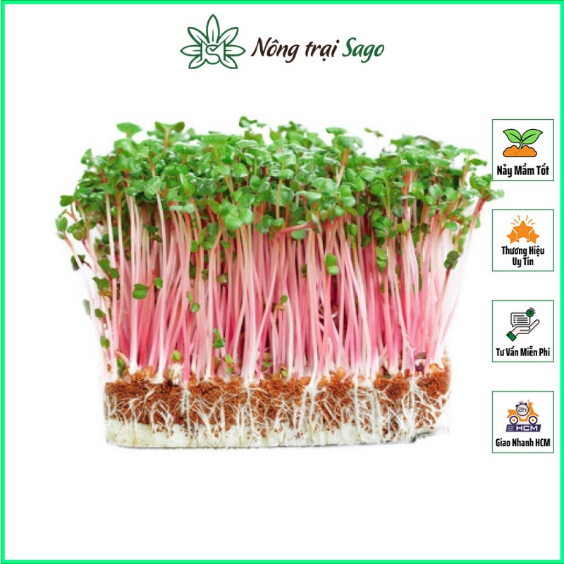 Hạt Giống Rau Mầm Củ Cải Đỏ Dễ Trồng, Thu Hoạch Sau 5-7 ngày (gói 30gr) - Nông Trại Sago