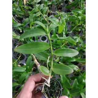 LAN PHI ĐIỆP 5 CT HỌNG TÍM 10cm