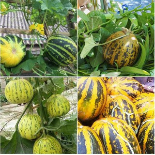 Hạt Giống Dưa Bở Thơm Cao Sản - Gói 10 hạt