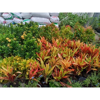 Cây Cảnh Sân Vườn
