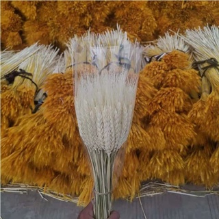 bông lúa mạch khô nhiều màu