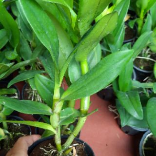 Dendro hoa hồng cây giống