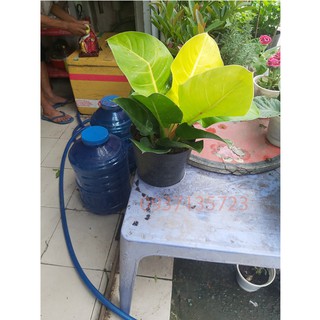 Cây Trầu Bà Đế Vương Vàng