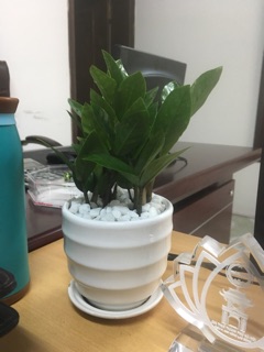 Kim tiền mini chỉ 120k cả chậu