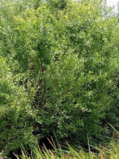 Bột nhuộm tóc ogatic