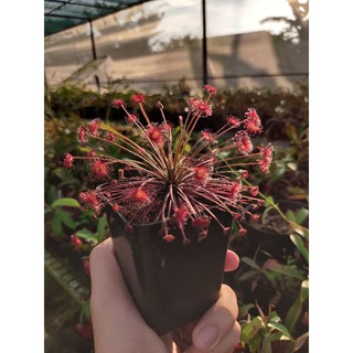 Cây Gọng vó paradoxa