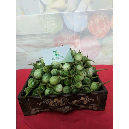Cây giống cà đắng