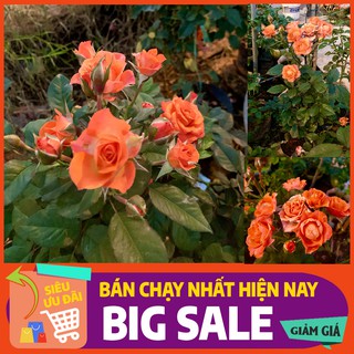 [Cây Đẹp-To Khỏe] Cây Hoa Hồng Nhài ( Tỉ Muội ) có tại Mixi Shop đẹp xuất sắc Phù hợp để trong vườn, sân, nhà ở...