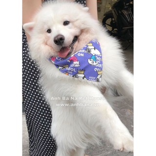 khăn choàn cổ cho chó size lớn Samoyed & Alaska