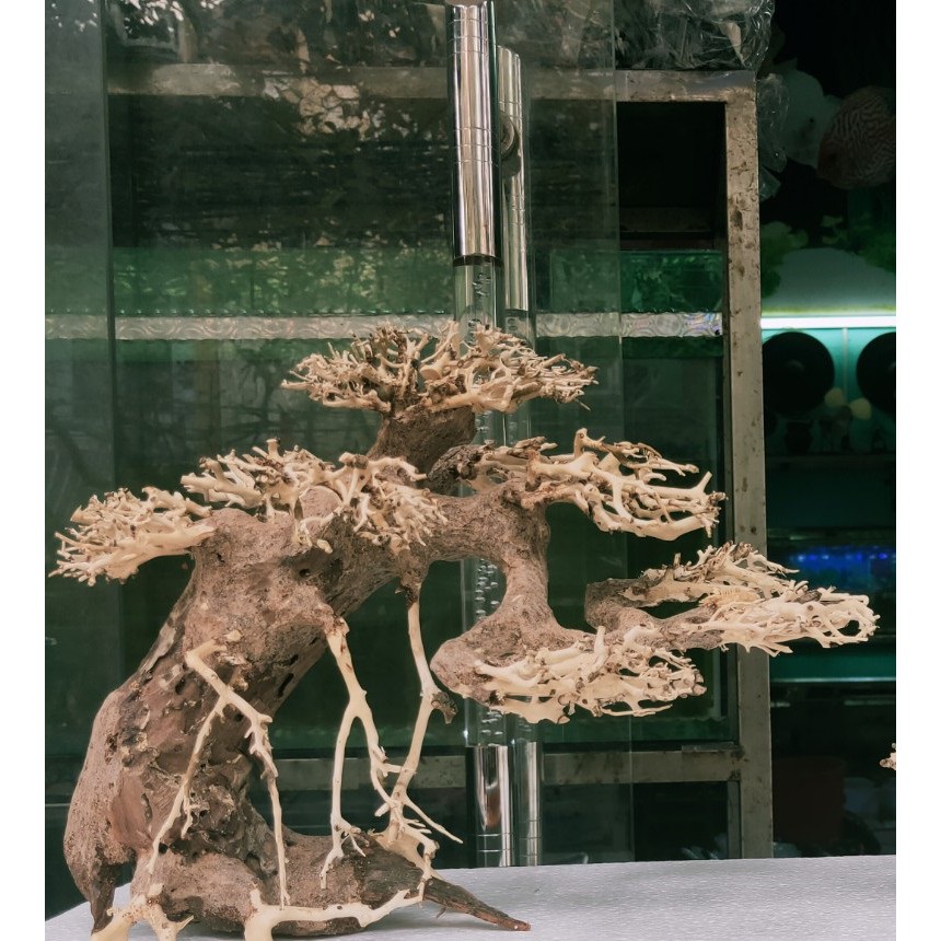 Mô hình Cây gỗ lũa thủy sinh Không tán SIZE nhỏ dùng cho bể cá cảnh