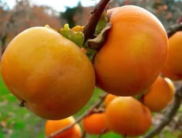 CÂY GIỐNG HỒNG GIÒN NHẬT BẢN