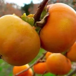 CÂY GIỐNG HỒNG GIÒN NHẬT BẢN KHÔNG NGÂM