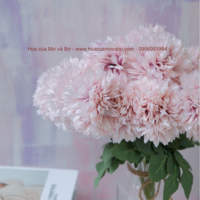 Bó 7 Bông Hoa Cúc PingPong Hàn Quốc Merber (Mơ &amp; Bơ) Nhiều Màu Bông 8cm Dài 36cm - Cụm Hoa Khô Giả Trang Trí Decor